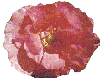 rem-poppy.gif (4285 bytes)