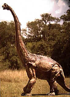 dsbrachs.jpg (27052 bytes)