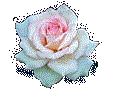rose.gif (4108 bytes)
