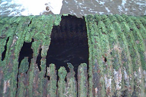 what is that green stuff?!?