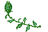 darkrose.gif (3074 bytes)