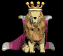lion_king_look_sm_blk.gif (7672 bytes)