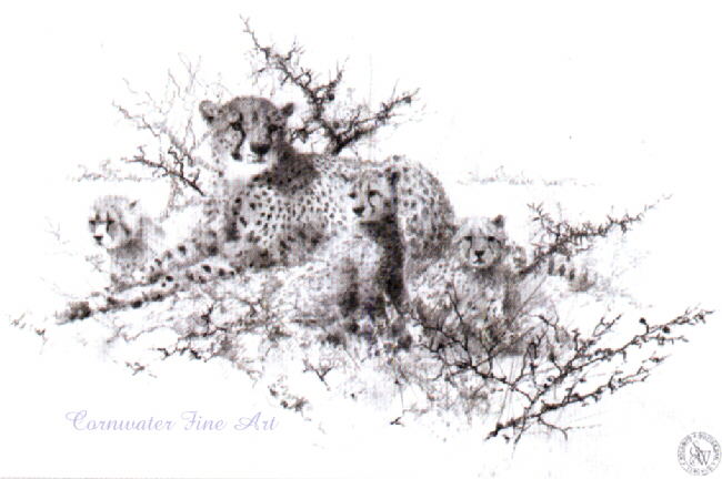 cheetahsketch-davidshepherd