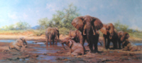davidshepherd-elephantheaven