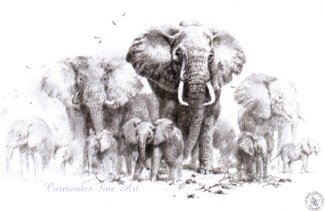 elephantssketch-davidshepherd