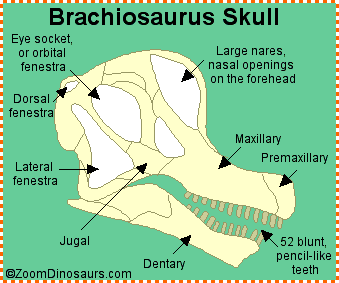 Brachioskull.GIF (9828 bytes)