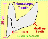 Triceratopstooth.GIF (2415 bytes)