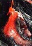 lava masquerade.jpg (13387 bytes)