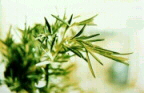 Rosemary