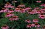 Echinacea