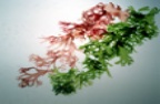 Seaweed