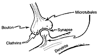 Axon synaptic connection