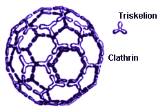 Clathrin molecule