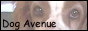 Dog Avenue. Suloisen spanielini ja sen kamujen sivuset *^^*.