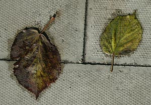 choose another month