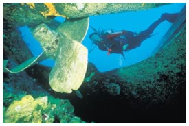 diving on the coral reef