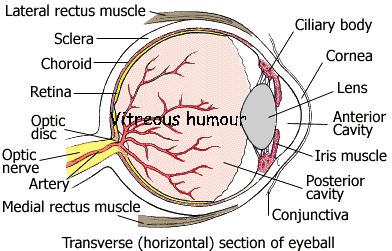 Vitreous Humour