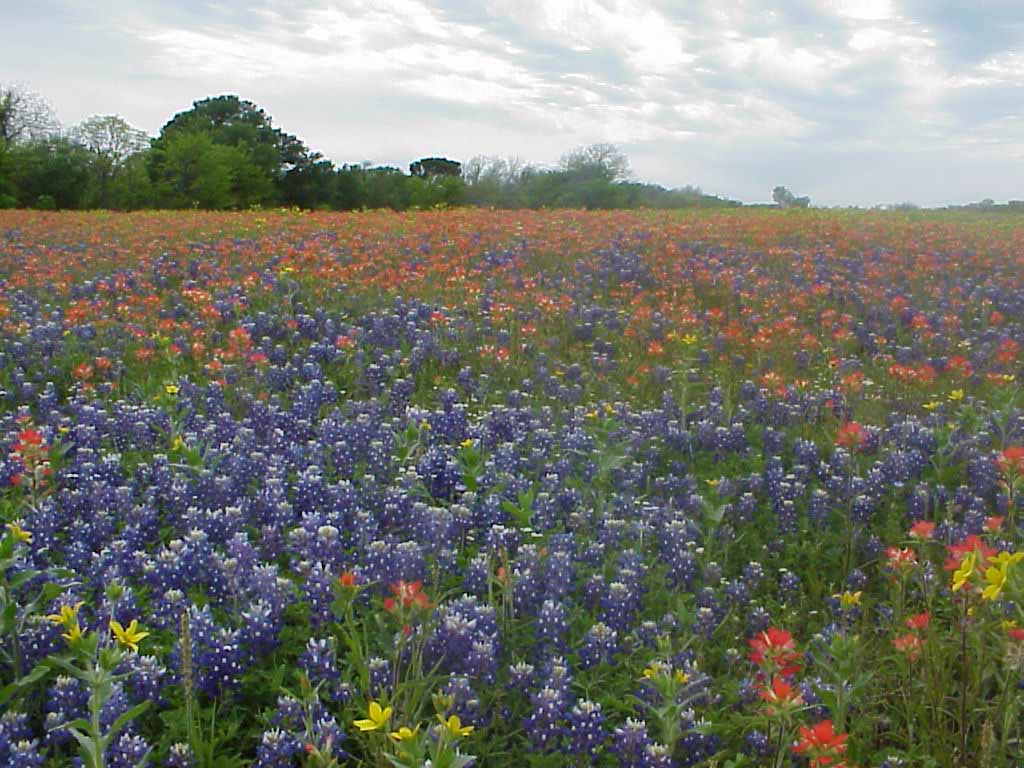 This is the result of our 52 acre prairie restoration behind our house.
