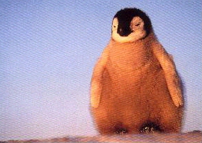 KLEIN2.jpg (54285 Byte)