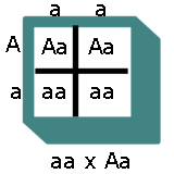 Image of aaxaa1.gif