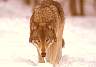 wolf012.jpg