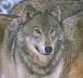 wolf013a.jpg