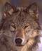 wolf014a.jpg