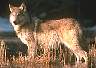 wolf016.jpg