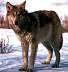 wolf017.jpg
