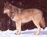 wolf031.jpg