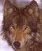 wolf036a.jpg