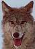 wolf044a.jpg