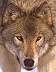 wolf052a.jpg