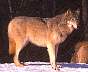 wolf053.jpg