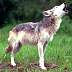 wolf062.jpg