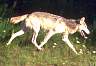 wolf071.jpg