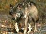 wolf084.jpg