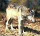 wolf091.jpg