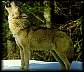 wolf1.jpg