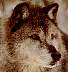wolf133a.jpg