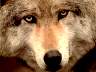 wolf138.jpg