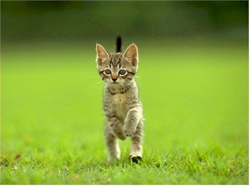 kitten2.jpg (37037 bytes)