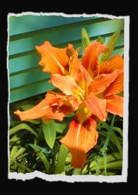 daylily in summer