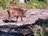Feral Pig