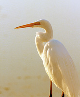 Great Egret
