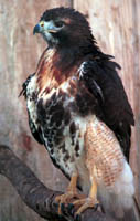 Caged Red Shoulder Hawk