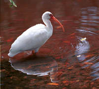 Ibis, Tannin-colored Stream