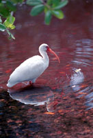 White Ibis
