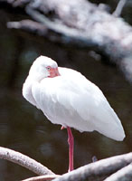 Resting Ibis