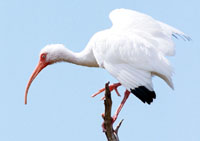 Ibis in Tree